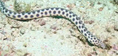 Unlock your snorkeling location in Puerto Vallarta