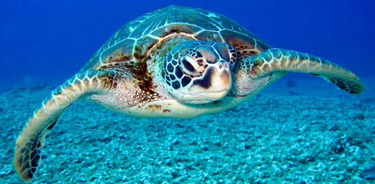 Unlock your snorkeling location in Puerto Vallarta