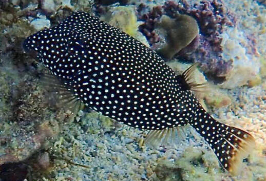 Unlock your snorkeling location in Puerto Vallarta